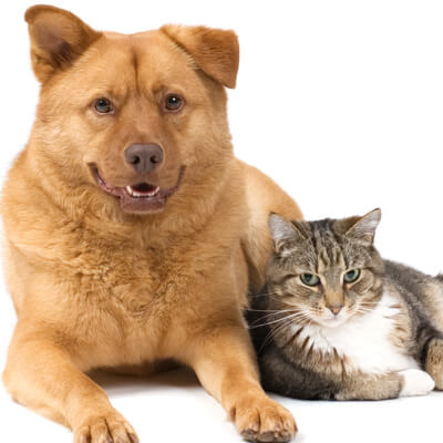 Cat And Dog - About Wellsville Veterinary