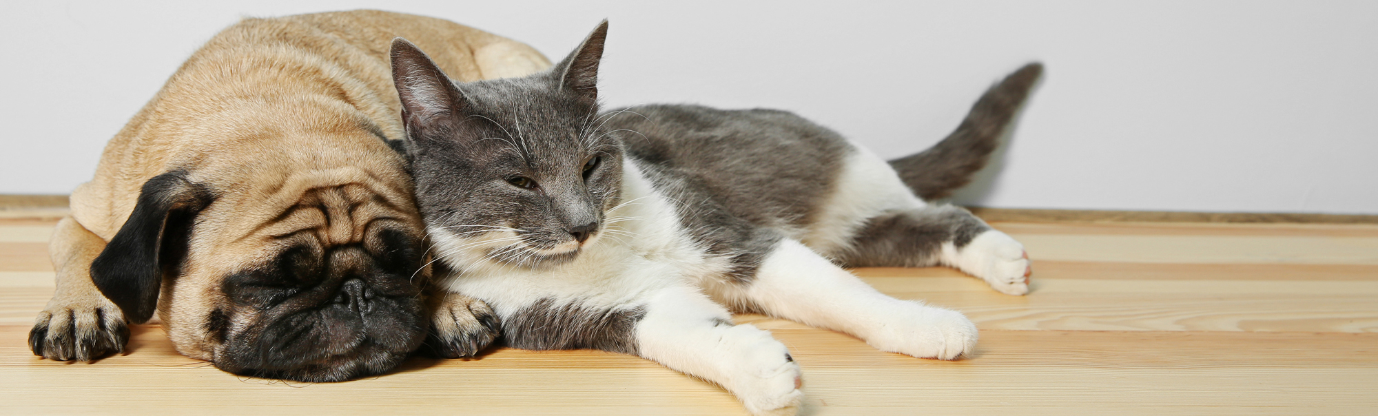 Cat And Dog Napping